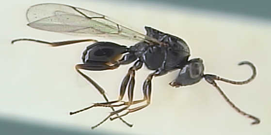 Figitidae 1